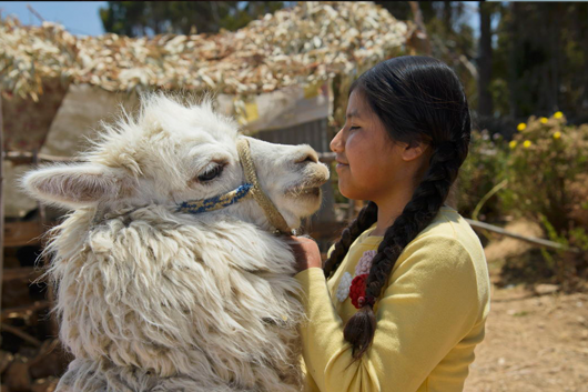 a girl looks lovingly at her wooly llama